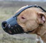 Padded Leather Pitbull Muzzle for Everyday Use