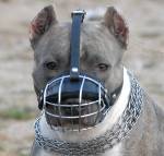 American Pit Bull Terrier Wire Basket Dog Muzzle