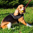 Lightweight Adjustable Nylon Beagle Harness for Pulling, Walking and Training