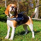 Nylon Beagle Harness with Reflective Strap for Training, Walking, Police Service, SAR and More