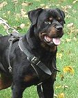 Agitation / Protection / Attack Leather Dog Harness Perfect For Your rottweiler H1_1