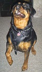 Agitation / Protection / Attack Leather Dog Harness Perfect For Your Rottweiler H1_2