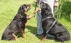 Agitation / Protection / Attack Leather Dog Harness Perfect For Your rottweilerH1