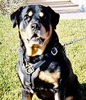 Exclusive Luxury Handcrafted Padded Leather Dog Harness Perfect for your Rottweiler H10_1