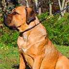 NEW 2017 Round Leather Silent Training Cane Corso Choke Collar