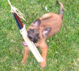 Roxy biting our jute puppy tug