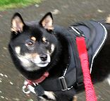 All Weather dog harness for tracking / pulling Designed to fit Shiba- H6