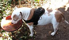 Lightweight Nylon Dog Harness with Handle for Any Weather Wearing
