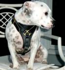 Gorgeous Staffordshire Bull Terrier Sophie wearing our Tracking / Walking dog harness made of leather H3