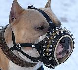 Royal Spiked Leather Pitbull Muzzle with Soft Nappa Padding