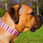 Pink Leather Cane Corso Collar Embellished with Brass Studs and Nickel Spikes