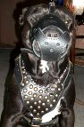Pitbull Captain Black in our Studded leather dog harness- H15
