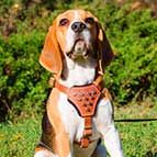 Stylish Studded Beagle Harness for Active Puppies