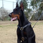 Luxury handcrafted leather dog harness made To Fit Doberman H7
