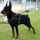 Tracking / Pulling / Agitation Leather Dog Harness For Doberman H5