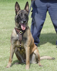 Tracking Walking leather dog harness for Malinois