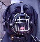 Gorgeous Jazzell wearing our Wire Basket Dog Muzzles Size Chart - M4light